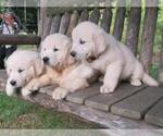 Small Photo #1 English Cream Golden Retriever Puppy For Sale in MILLVILLE, MA, USA