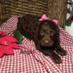 Small German Shorthaired Pointer-Poodle (Standard) Mix