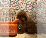 Small Photo #17 Goldendoodle (Miniature) Puppy For Sale in LAS VEGAS, NV, USA