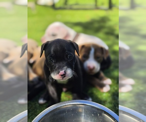 Medium Photo #1 American Pit Bull Terrier Puppy For Sale in SOUTHBOROUGH, MA, USA