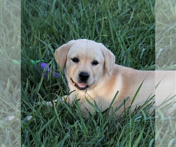 Medium Photo #16 Labrador Retriever Puppy For Sale in SYRACUSE, IN, USA
