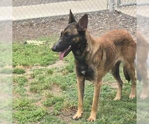 Mutt Dogs for adoption in Conroe, TX, USA