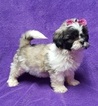 Small Photo #13 Lhasa Apso Puppy For Sale in BUFFALO, MO, USA