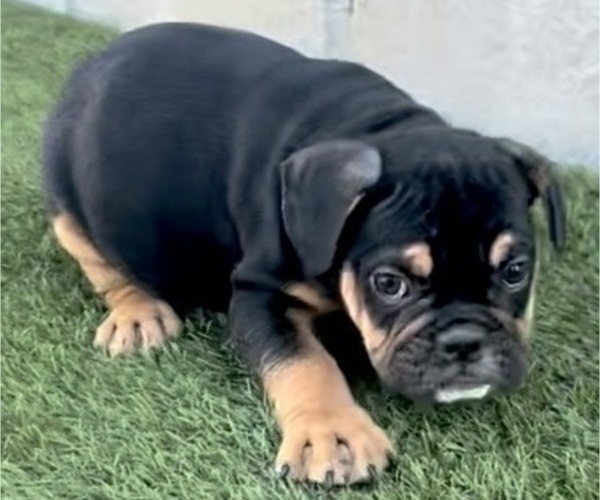 Medium Photo #5 English Bulldog Puppy For Sale in PHOENIX, AZ, USA