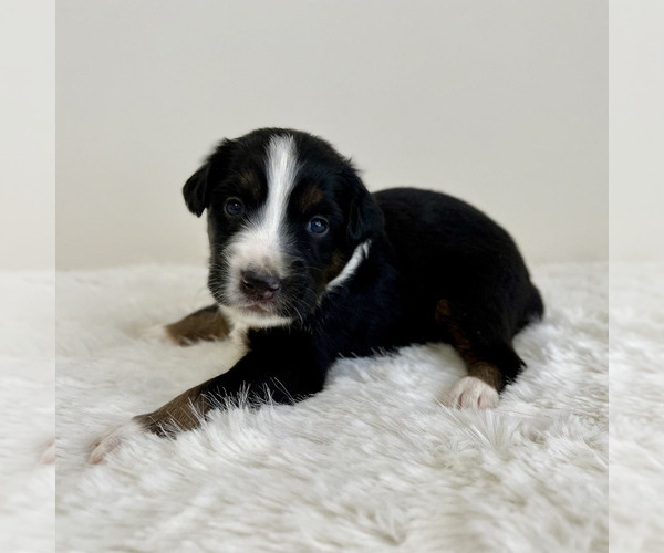 Medium Photo #34 Aussiedoodle Miniature -Miniature Bernedoodle Mix Puppy For Sale in CULPEPER, VA, USA