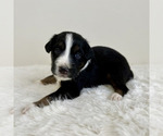 Small #1 Aussiedoodle Miniature -Miniature Bernedoodle Mix