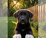 Small #2 Mutt