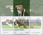 Small Photo #4 Australian Shepherd-Unknown Mix Puppy For Sale in FRAMINGHAM, MA, USA