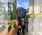 Puppy Miles Labrador Retriever