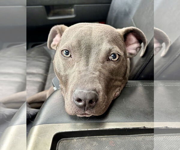 Medium Photo #4 American Pit Bull Terrier-Unknown Mix Puppy For Sale in Hillsboro, MO, USA