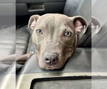 Small #3 American Pit Bull Terrier Mix