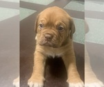 Small Photo #4 Dogue de Bordeaux Puppy For Sale in DALLAS, TX, USA