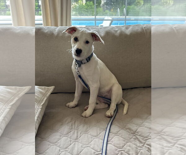 Medium Photo #2 Mutt Puppy For Sale in Cliffwood, NJ, USA