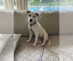Small #1 Mutt