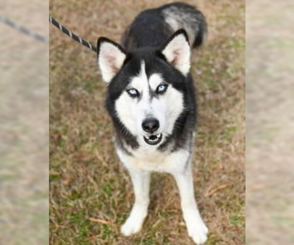 Medium Photo #4 Siberian Husky Puppy For Sale in Glen Allen, VA, USA