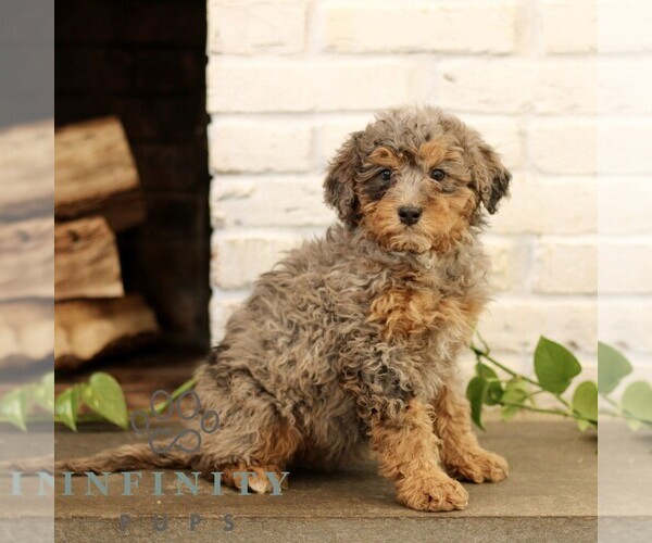 Medium Photo #2 Bernedoodle (Miniature) Puppy For Sale in NARVON, PA, USA