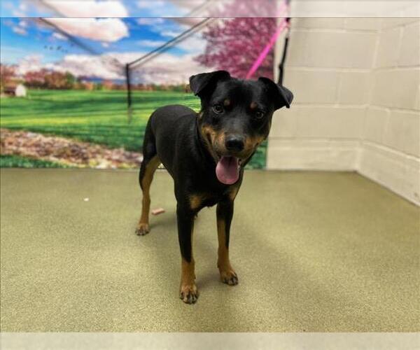 Medium Photo #1 Mutt Puppy For Sale in Moreno Valley, CA, USA