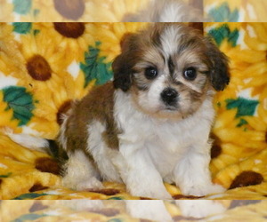 English Bulldogge Puppy for sale in ELDORADO, OH, USA