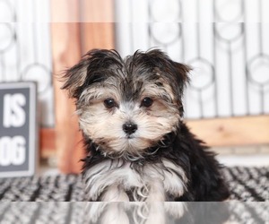 Poochon Puppy for sale in NAPLES, FL, USA
