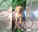 Small Photo #1 Golden Retriever Puppy For Sale in EAU CLAIRE, WI, USA