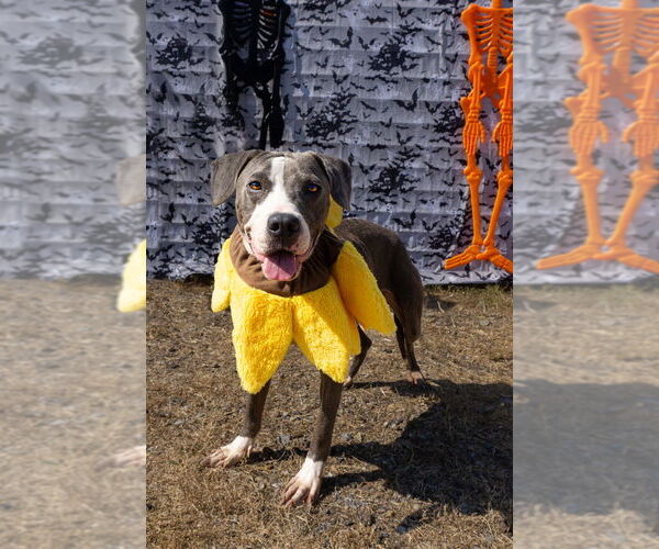 Medium Photo #8 Mutt Puppy For Sale in Abbeville, LA, USA