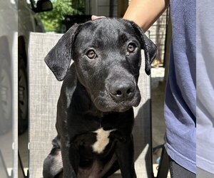 Great Dane-Unknown Mix Dogs for adoption in Bristol, CT, USA