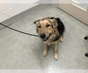 Mutt Dogs for adoption in Fort Collins, CO, USA