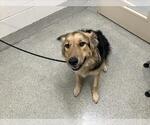 Small Mutt