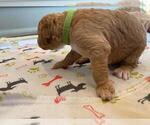 Small Photo #66 Goldendoodle Puppy For Sale in NORTH SCITUATE, RI, USA