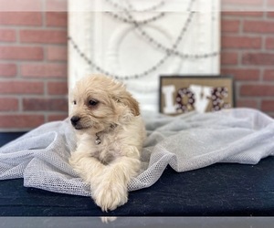 Aussiedoodle Miniature -Poodle (Toy) Mix Puppy for sale in JEROME, MI, USA
