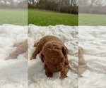 Small #1 Goldendoodle (Miniature)