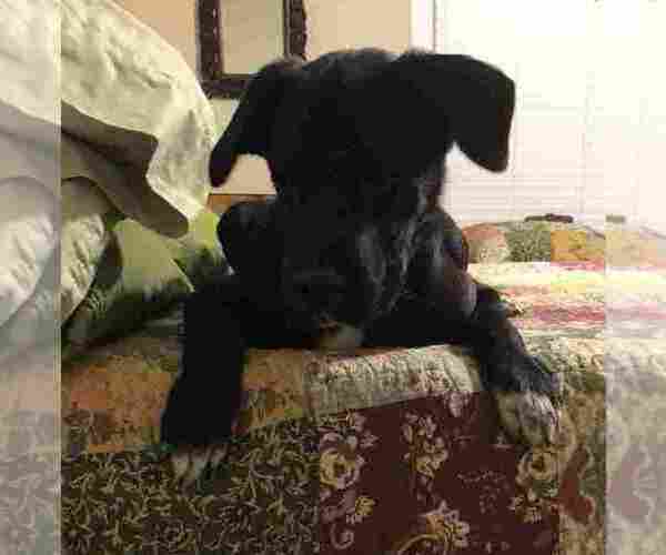 Medium Photo #3 Labrador Retriever-Unknown Mix Puppy For Sale in BENBROOK, TX, USA