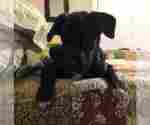 Small Photo #3 Labrador Retriever-Unknown Mix Puppy For Sale in BENBROOK, TX, USA