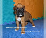 Small #4 Boxer