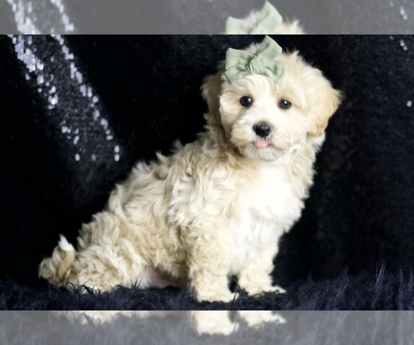 Medium Photo #4 Maltipoo (Miniature) Puppy For Sale in WARSAW, IN, USA