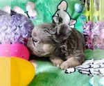 Small Photo #9 French Bulldog Puppy For Sale in BOSTON, KY, USA