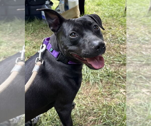 Medium Photo #6 Staffordshire Bull Terrier-Unknown Mix Puppy For Sale in Spotsylvania, VA, USA