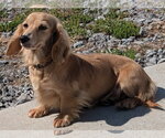 Small #3 Dachshund