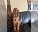 Image preview for Ad Listing. Nickname: Irish Setter
