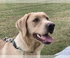 Father of the Labrador Retriever puppies born on 10/01/2025