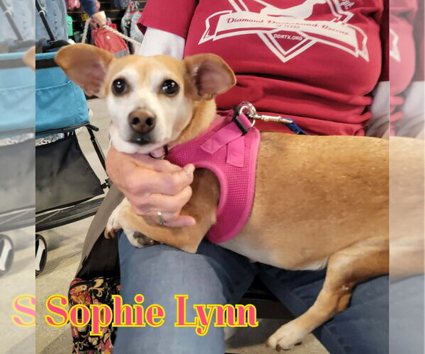 Medium Photo #40 Chiweenie Puppy For Sale in San Antonio, TX, USA