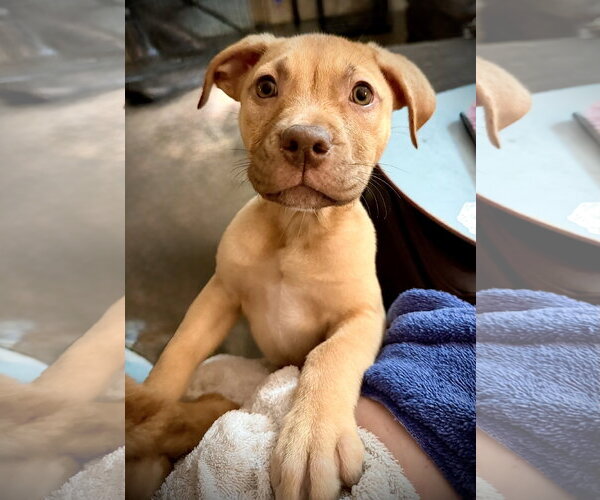 Medium Photo #4 American Staffordshire Terrier-Unknown Mix Puppy For Sale in Holly Springs, NC, USA