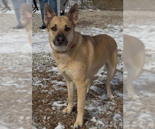 Medium Photo #1 German Shepherd Dog Puppy For Sale in Kansas City, MO, USA