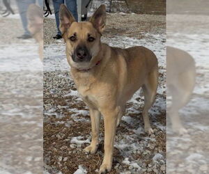 German Shepherd Dog Dogs for adoption in Kansas City, MO, USA