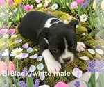 Small #9 Boston Terrier
