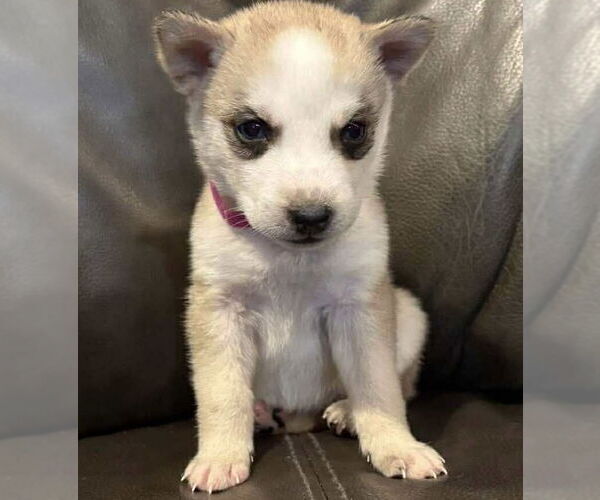 Medium Photo #1 Siberian Husky Puppy For Sale in Matawan, NJ, USA