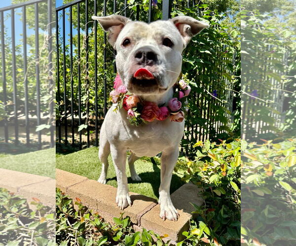 Medium Photo #5 American Pit Bull Terrier-Unknown Mix Puppy For Sale in Redlands, CA, USA