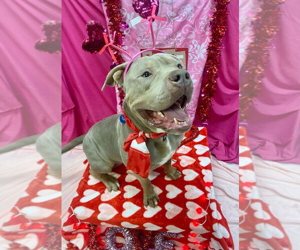 Medium Photo #21 Mastiff-Unknown Mix Puppy For Sale in Bryant, AR, USA