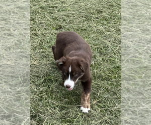 Australian Shepherd Puppy for sale in WAYCROSS, GA, USA