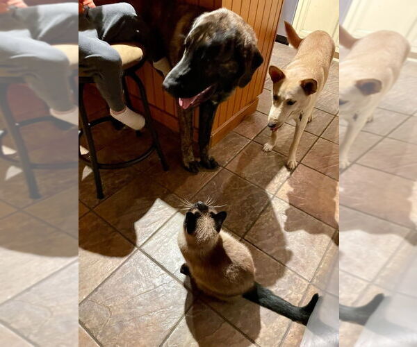 Medium Photo #7 Mutt Puppy For Sale in New York, NY, USA